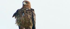 Preview wallpaper eagle, bird, predator, branch, feathers