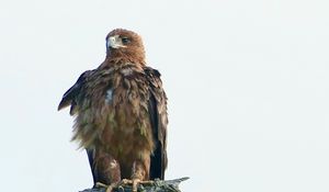 Preview wallpaper eagle, bird, predator, branch, feathers