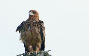 Preview wallpaper eagle, bird, predator, branch, feathers