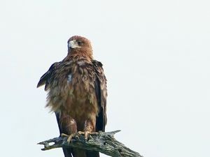 Preview wallpaper eagle, bird, predator, branch, feathers