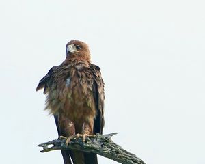 Preview wallpaper eagle, bird, predator, branch, feathers