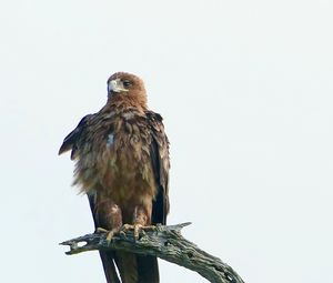 Preview wallpaper eagle, bird, predator, branch, feathers