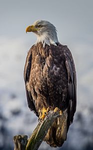 Preview wallpaper eagle, bird, predator, beak, feathers