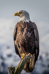 Preview wallpaper eagle, bird, predator, beak, feathers