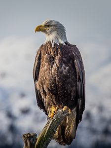 Preview wallpaper eagle, bird, predator, beak, feathers