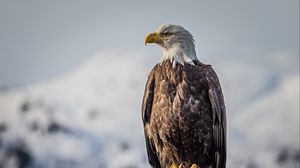 Preview wallpaper eagle, bird, predator, beak, feathers