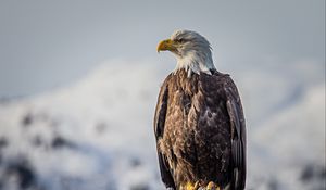 Preview wallpaper eagle, bird, predator, beak, feathers