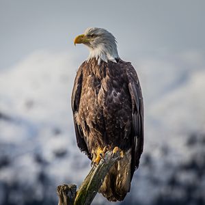 Preview wallpaper eagle, bird, predator, beak, feathers