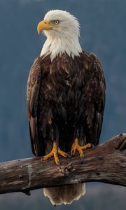 Preview wallpaper eagle, bird, predator, beak, glance
