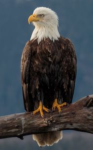 Preview wallpaper eagle, bird, predator, beak, glance