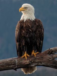 Preview wallpaper eagle, bird, predator, beak, glance