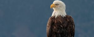 Preview wallpaper eagle, bird, predator, beak, glance
