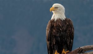 Preview wallpaper eagle, bird, predator, beak, glance