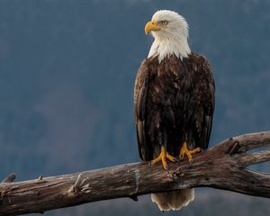 Preview wallpaper eagle, bird, predator, beak, glance