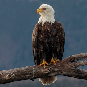 Preview wallpaper eagle, bird, predator, beak, glance