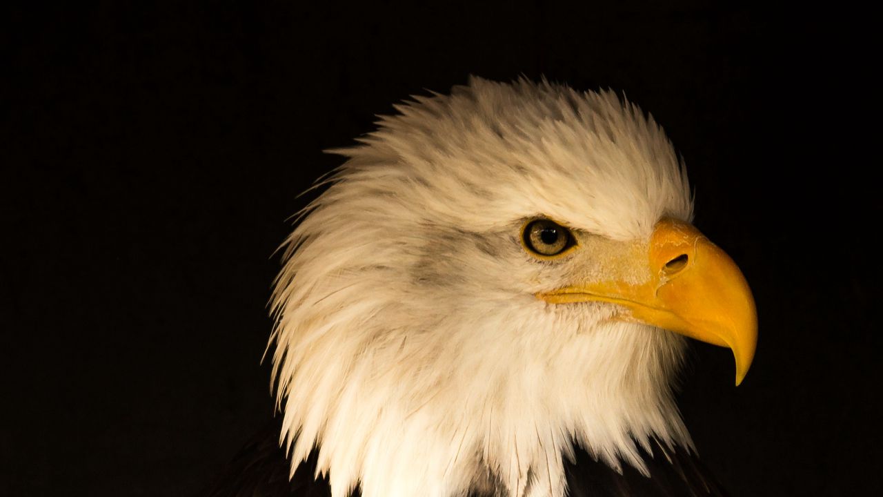 Wallpaper eagle, bird, predator, beak, profile