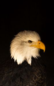 Preview wallpaper eagle, bird, predator, beak, profile