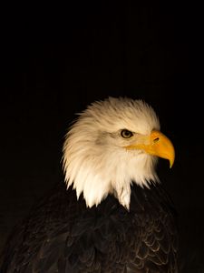 Preview wallpaper eagle, bird, predator, beak, profile