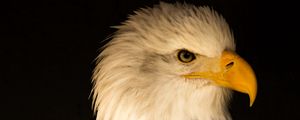 Preview wallpaper eagle, bird, predator, beak, profile