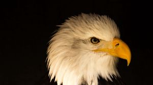 Preview wallpaper eagle, bird, predator, beak, profile