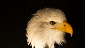 Preview wallpaper eagle, bird, predator, beak, profile