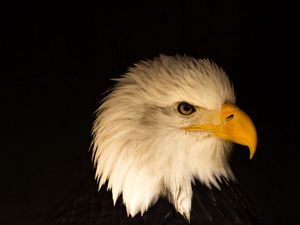 Preview wallpaper eagle, bird, predator, beak, profile
