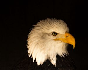 Preview wallpaper eagle, bird, predator, beak, profile