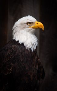 Preview wallpaper eagle, bird, predator, feathers, beak