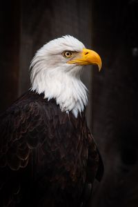 Preview wallpaper eagle, bird, predator, feathers, beak