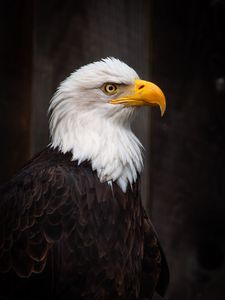 Preview wallpaper eagle, bird, predator, feathers, beak