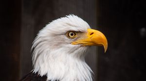 Preview wallpaper eagle, bird, predator, feathers, beak