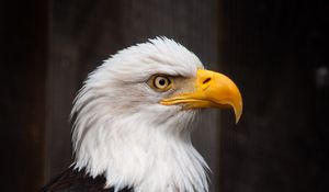 Preview wallpaper eagle, bird, predator, feathers, beak
