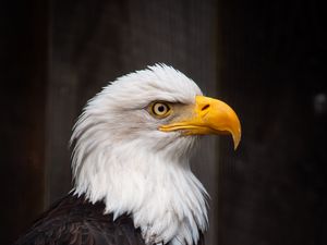 Preview wallpaper eagle, bird, predator, feathers, beak