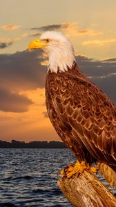 Preview wallpaper eagle, bird, predator, glance, sea