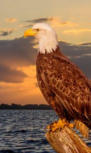 Preview wallpaper eagle, bird, predator, glance, sea