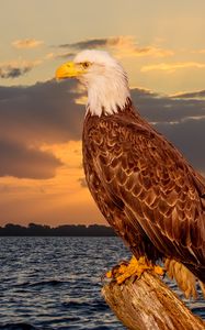Preview wallpaper eagle, bird, predator, glance, sea