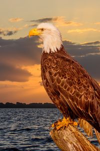 Preview wallpaper eagle, bird, predator, glance, sea