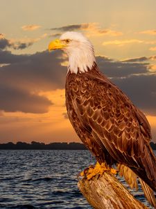 Preview wallpaper eagle, bird, predator, glance, sea