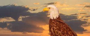 Preview wallpaper eagle, bird, predator, glance, sea