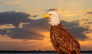 Preview wallpaper eagle, bird, predator, glance, sea
