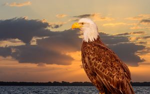 Preview wallpaper eagle, bird, predator, glance, sea