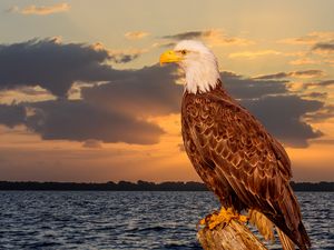 Preview wallpaper eagle, bird, predator, glance, sea