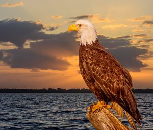 Preview wallpaper eagle, bird, predator, glance, sea