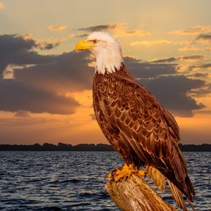 Preview wallpaper eagle, bird, predator, glance, sea