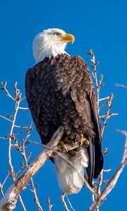 Preview wallpaper eagle, bird, predator, branches, tree