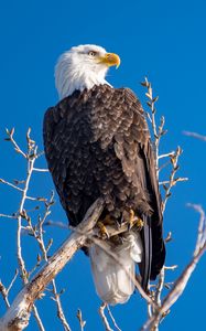 Preview wallpaper eagle, bird, predator, branches, tree