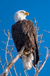 Preview wallpaper eagle, bird, predator, branches, tree