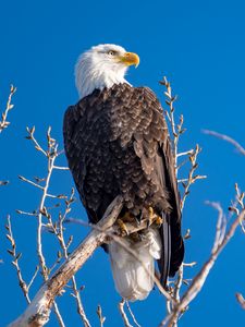 Preview wallpaper eagle, bird, predator, branches, tree