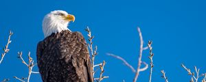 Preview wallpaper eagle, bird, predator, branches, tree