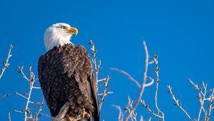 Preview wallpaper eagle, bird, predator, branches, tree